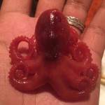 baby-octopus