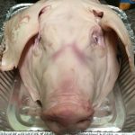 pig-head-2