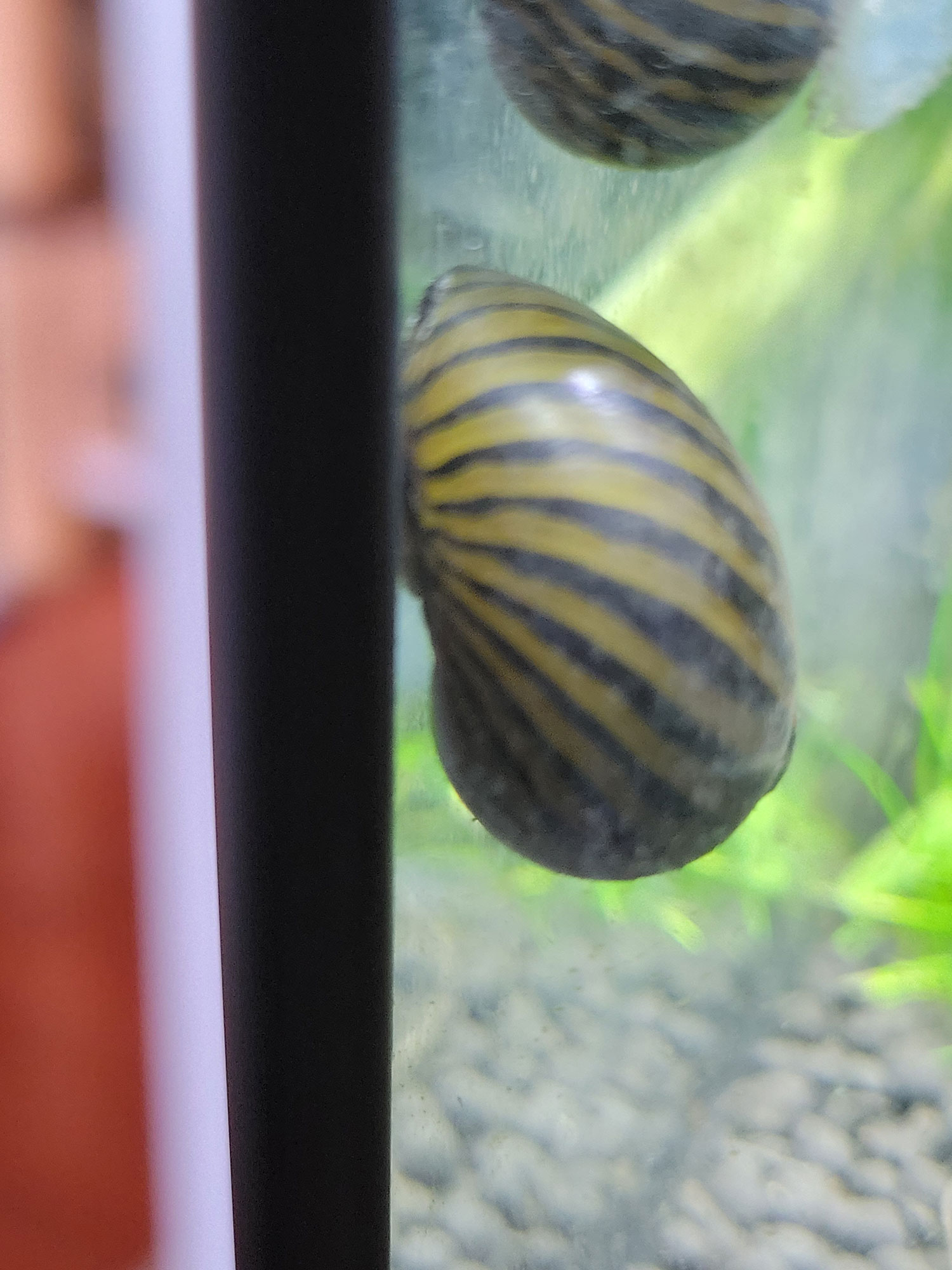 zebraneritesnail • Edel Alon