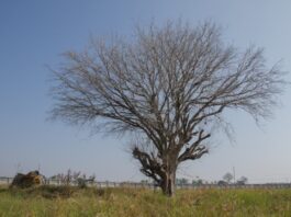 A large dead tree stands in the middle of an empty lawn. Its branches are barren.