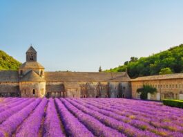 6 Magical Outdoor Wedding Locations Around the World Blooming lavender fields in Provence, France. There is an old stone building in the background.