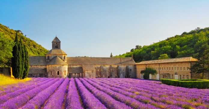 Blooming lavender fields in Provence, France. There is an old stone building in the background.