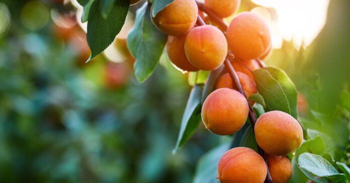 A close-up on a bunch of ripe, golden apricots on a branch in the sunlight.