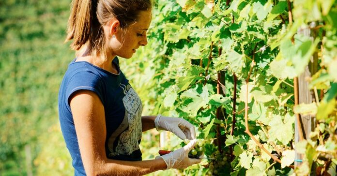 A young woman harvesting green grapes from a vineyard row on a sunny day. She wears a blue T-shirt and white latex gloves.