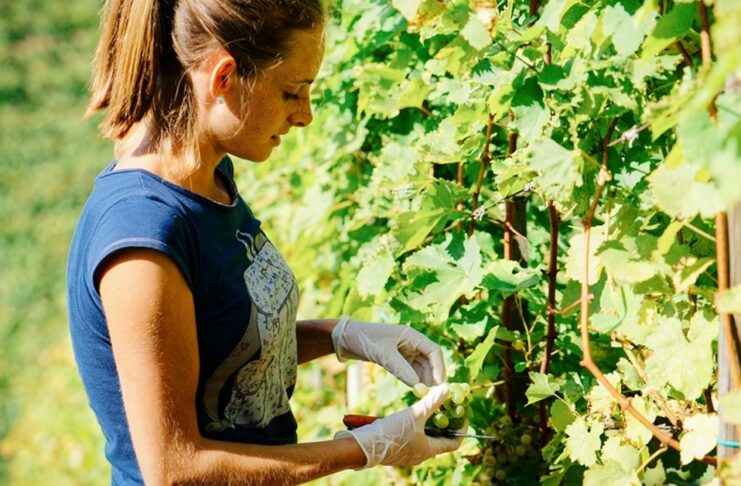 A young woman harvesting green grapes from a vineyard row on a sunny day. She wears a blue T-shirt and white latex gloves.