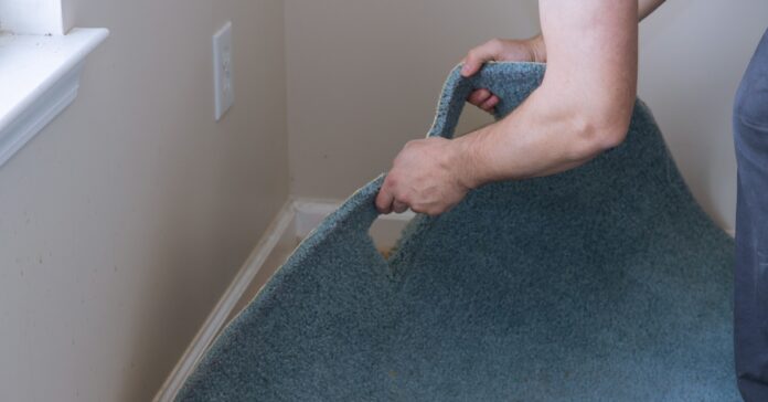 Someone lifts up the corner of some old blue carpet in a home. The carpet has a cutout for a vent.