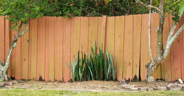 A close-up of a backyard space with two trees, a section of plants, and an old orange fence with gaps and faded spots.